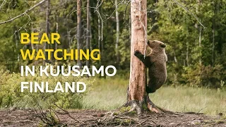 Bear Watching in Kuusamo Finland