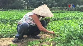 ‘Triệu phú’ vườn rau Việt giữa thủ đô nước Mỹ