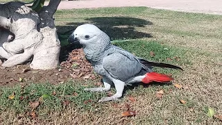 African grey parrot and Alexandrine Baby Parrots