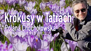 Krokusy w Tatrach czyli Polana Chochołowska. Spacer Fotograficzny.