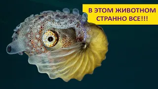Аргонавты - удивительные осьминоги в раковинах! Наталья Носова
