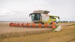 Żniwa Pszenicy w Agro-Farm Zaczopki | 3x Claas Lexion 780 | 2x Fendt 900 Series | DragonSky Channel