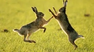 Битва кроликов-трансформеров в Overgrowth №2