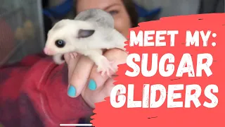 Meet my pets: SUGAR GLIDERS