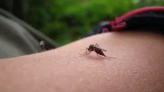 Mosquitos bites and suck blood in HD (macro)