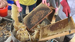 How to Harvest Honey -  Bee keeper  in Taiwan / 蜂蜜採收 - 台灣養蜂達人