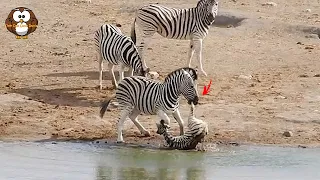 Zebra Jantan Berusaha Menghilangkan Nyawa Zebra Kecil.!!