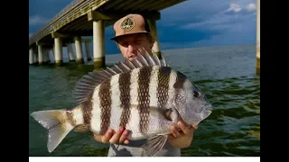 GIANT SHEEPSHEAD LOVE THIS BAIT! EPIC SHEEPSHEAD FISHING with HOW TO and TIPS