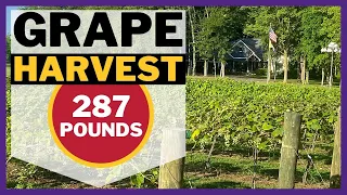 From Vine to Wine: Harvesting Your Own Grapes