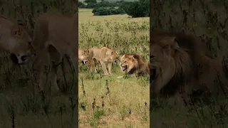 Nomadic Lion attempts a Pride TAKEOVER (meets some resistance)