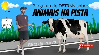 PROVA DO DETRAN - Pergunta sobre animais na pista (Legislação de Trânsito).