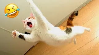 Funniest Cats And Dogs Videos 😁 - Best Funny Animal Videos 2023 😅 #12
