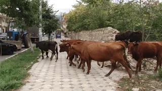 Задержаны хозяева коров, пасущихся на городских улицах