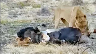 Lion Hunt ❗️ Lions Tear Off And Eat Testicles Of A Still Alive Wildebeest...!