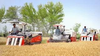 Kubota Combine Harvesters Harvesting Wheat Crop | Excellent Performance | No losses