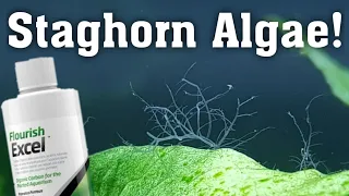 Getting Rid Of Staghorn Algae In Aquarium