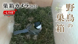 巣作り2日目 シジュウカラの巣箱 巣箱カメラ 野鳥 2024/04/25 Bird Nest Box Live Camera