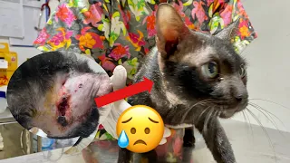 We help free for this poor cat,the owner seeking help but no one to help [injured for about a month]