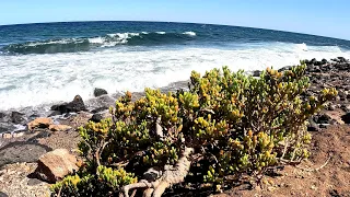 Fuerteventura -Zygophyllum fontanesii - Sea Grape i saliny w Salinas Del Carmen #nature #rośliny