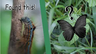 I found a huge and beautiful caterpillar | Its transformation is unbelievable