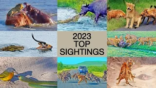 The Best Animal Sightings of 2023