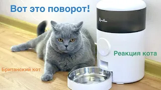 Новая кормушка для кота/ Реакция кота на кормушку/ Cat and automatic feeder
