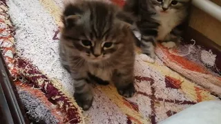 siberian kittens. сибирские котята из питомника