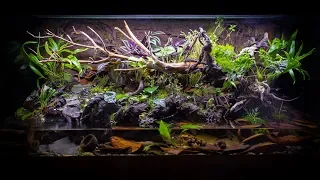 The ULTIMATE Fire-Bellied Toad Paludarium