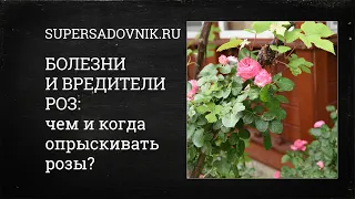 Болезни и вредители роз: чем и когда опрыскивать розы? Советы от специалиста