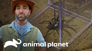 Extração de veneno de uma aranha mortal | Encontro Selvagem – O Diário de Coyote Peterson