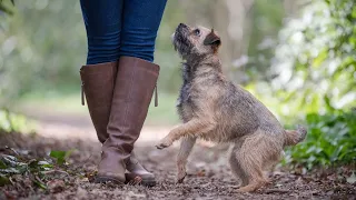 THE BORDER TERRIER - PERFECTLY TRAINED CUTE DOG BREED