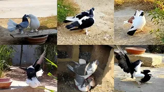 6 pair of beautiful pigeons 😍 my best 6 pigeon breeding pair ❤️ | All Pigeon breeds