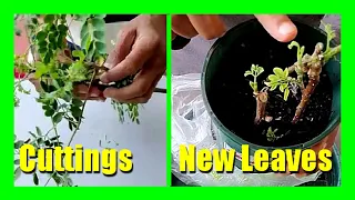 How To Grow Moringa Tree From Cuttings : Propagate Moringa From Stem Cutting