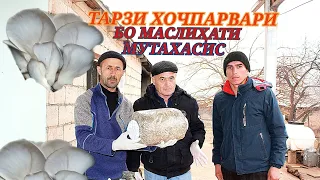 ТАРЗИ ТАЁР НАМУДАНИ ХОЧ (ЗАНБӮРУҒ) ДАР ШАРОИТИ ХОНА БО КОМПОС (АЗ МОДДАҲОИ САПРОФИТИ) 988867040