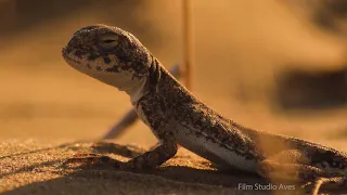 Spotted Toad Headed Agama - Awesome Lizard! | Film Studio Aves