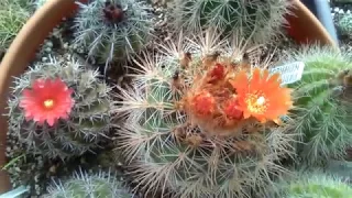 Цветение наших, Бахчисарайских кактусов