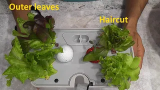 Harvesting methods for Lettuce growing in Aerogarden