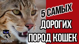 5 самых дорогих пород кошек (с ценами на них) / Интересные факты о кошках