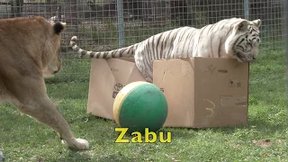 Big Cats Like Boxes Two