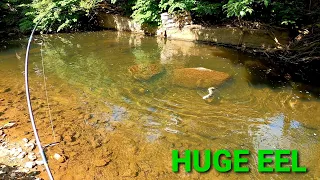 How to catch HUGE FRESHWATER EEL in a small creek (MONSTER EEL ALERT)