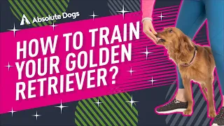 How to Train Your Golden Retriever
