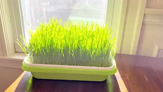 Super Easy Way To Grow Wheatgrass At Home