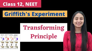 Griffith's Experiment | Class 12 | NEET Biology