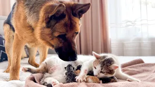 German Shepherd Meets Mom Cat with Newborn Kittens for the First Time