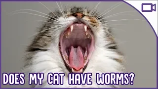 How to Tell If Your Cat Has WORMS - Top Signs!