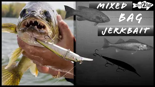 Spring Jerkbait Tips for Smallmouth Bass and Walleye