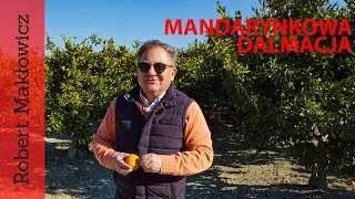 ROBERT MAKŁOWICZ DALMACJA odc.84  „Mandarynkowa Dalmacja”.