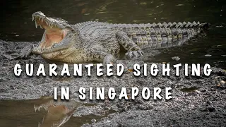 3 SECRETS to finding WILD CROCODILES in SINGAPORE