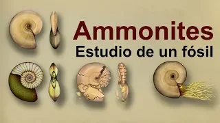 Ammonites: Estudio de un fósil del Cretácico (Divulgación)