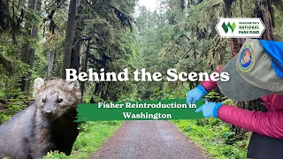 Fishy Business: Behind the Scenes of Fisher Reintroduction in Washington